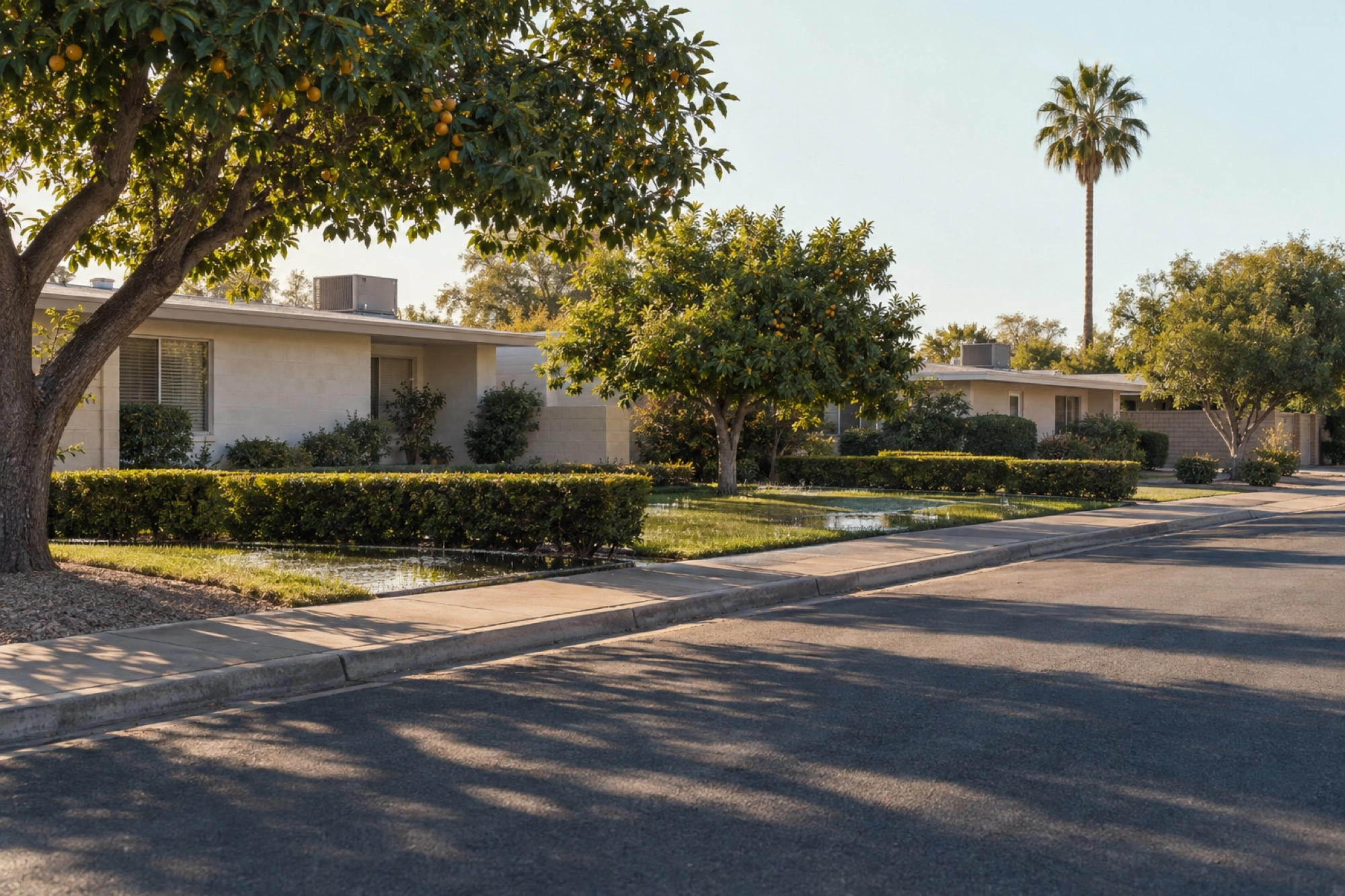 A quiet Phoenix-style street is lined with single-story homes and citrus trees.